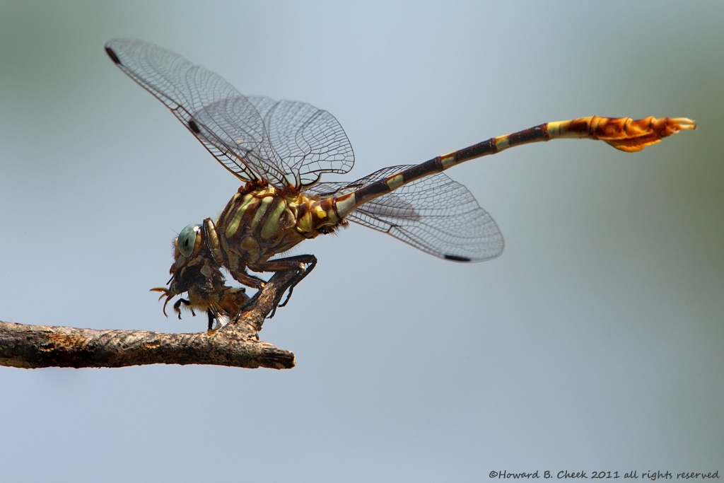 Leaftail with Bee