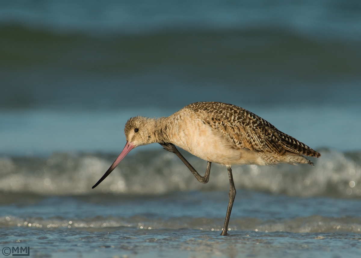 Marbled Godwit