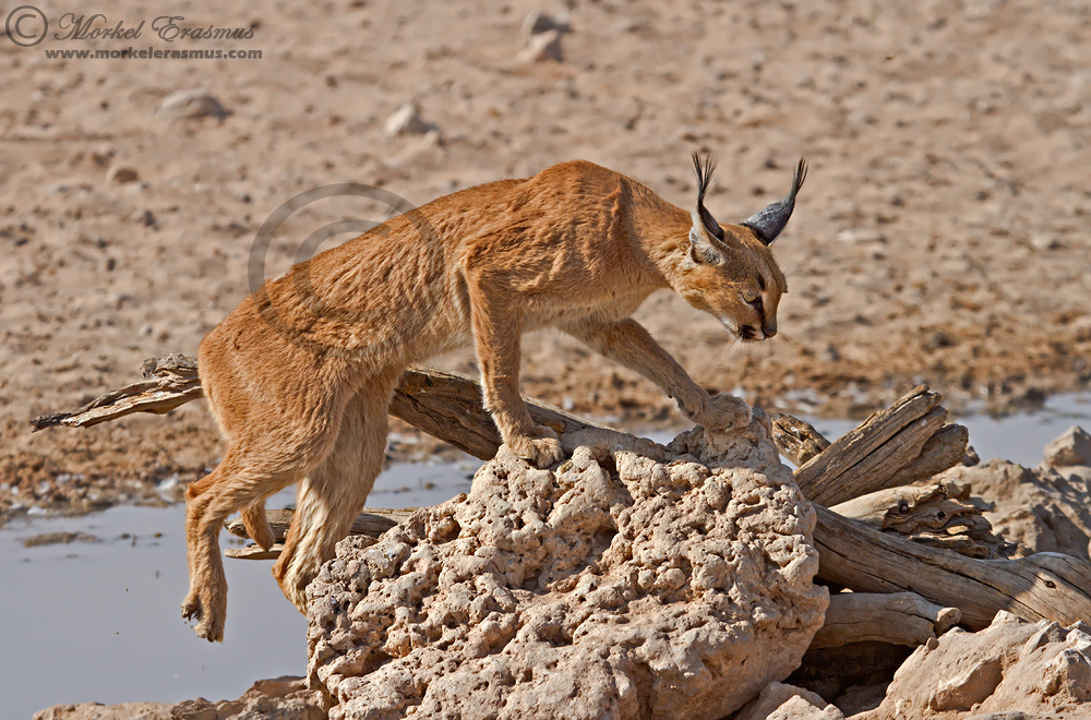 Weary Caracal