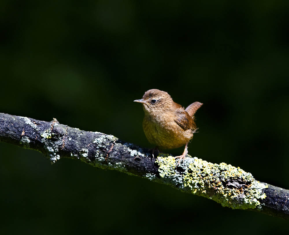 Wren