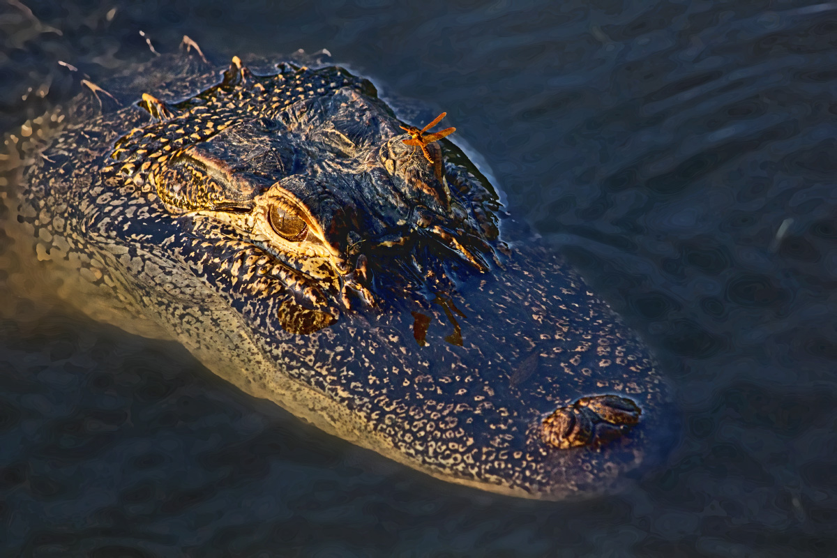 Gator & Passenger