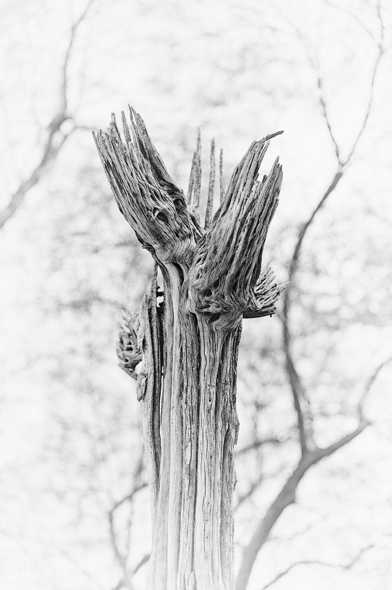 The Ents Live