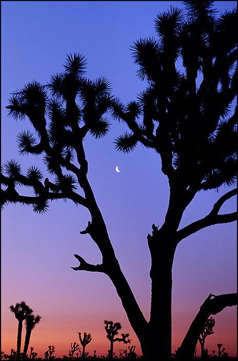 Joshua Tree
