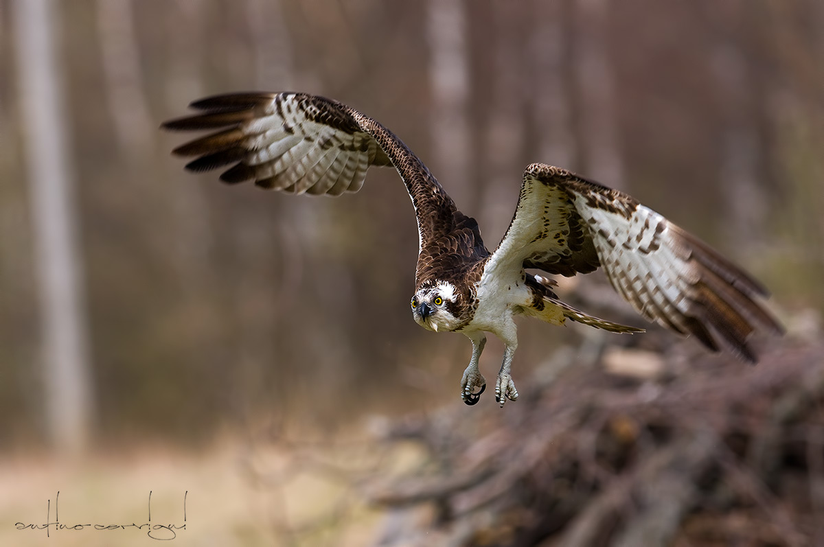 Osprey
