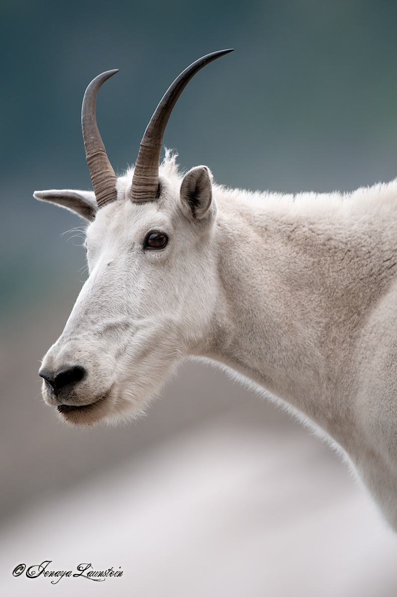 Mountain Goat