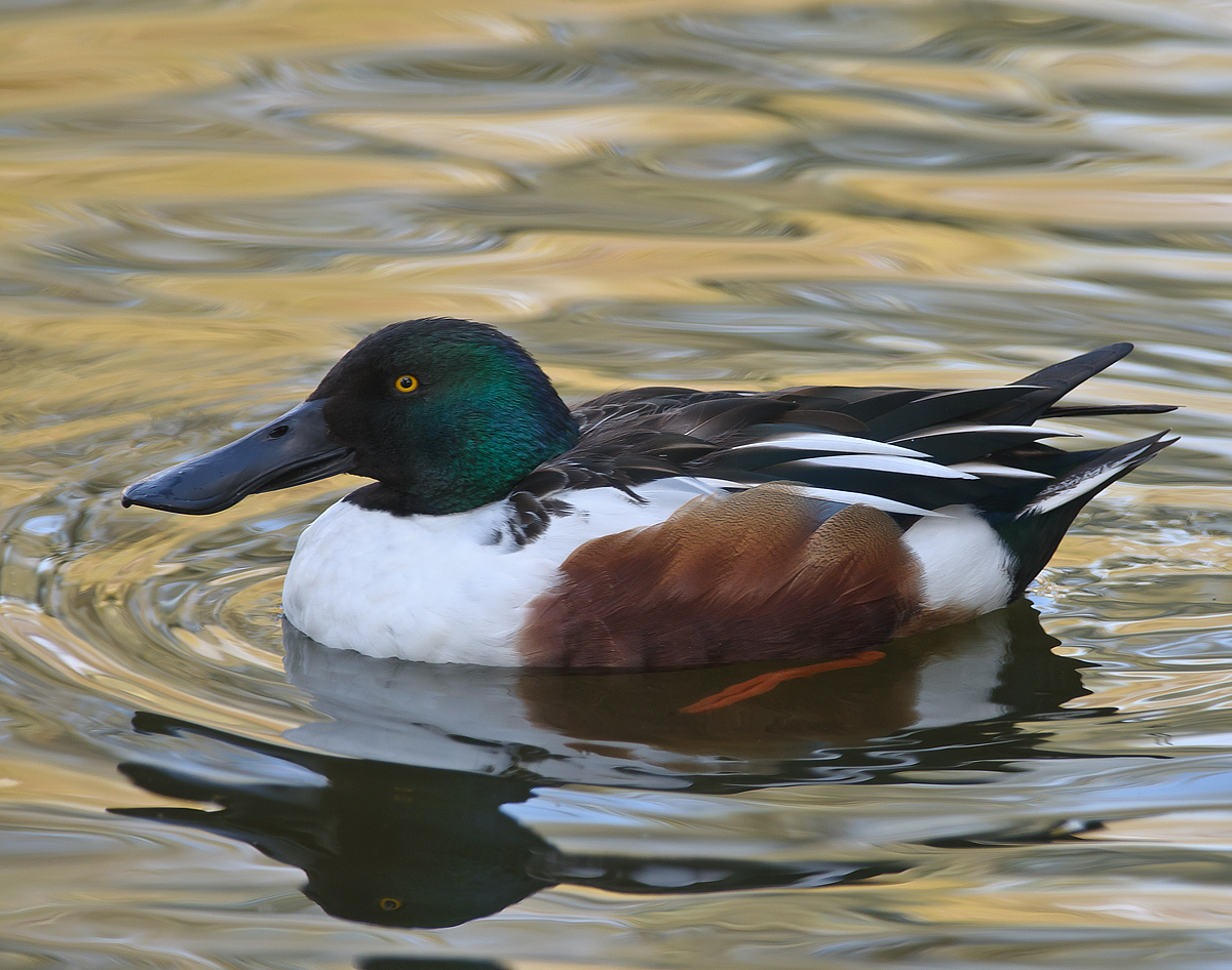 Northern Shoveler (Male)
