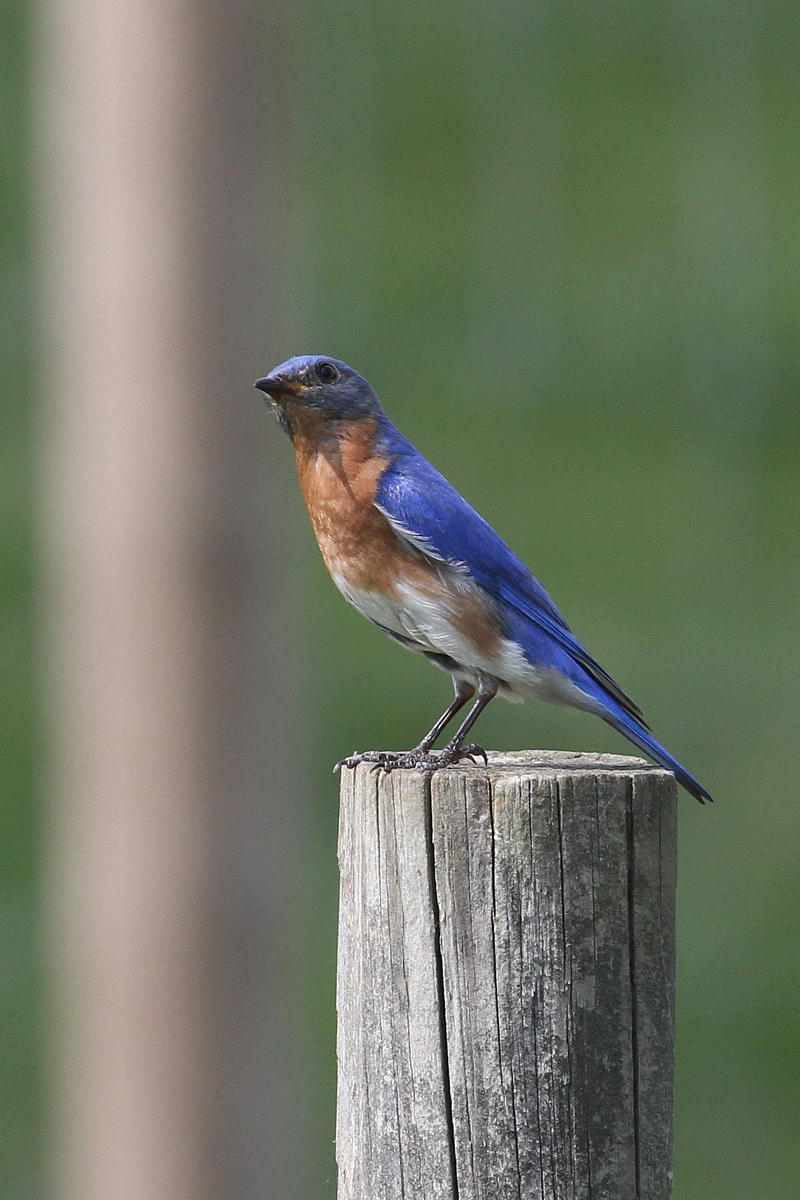 Blue-Bird