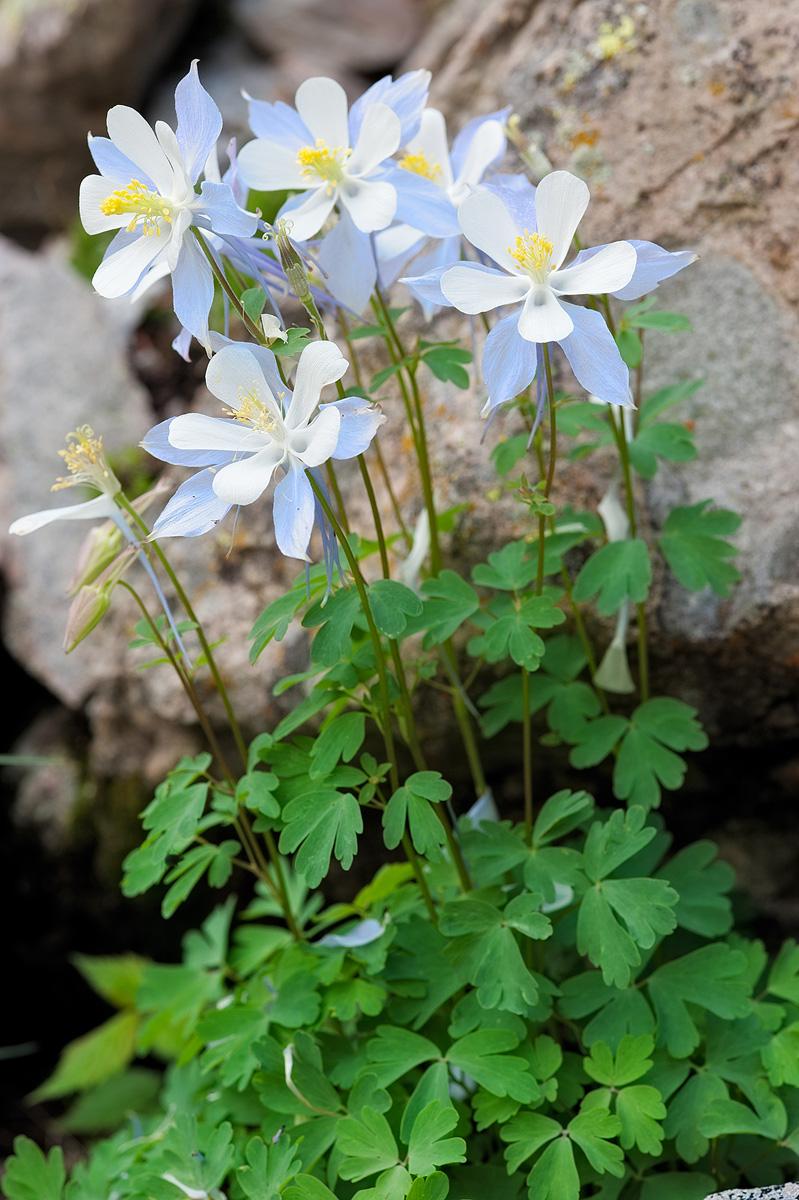 Marooned Columbine