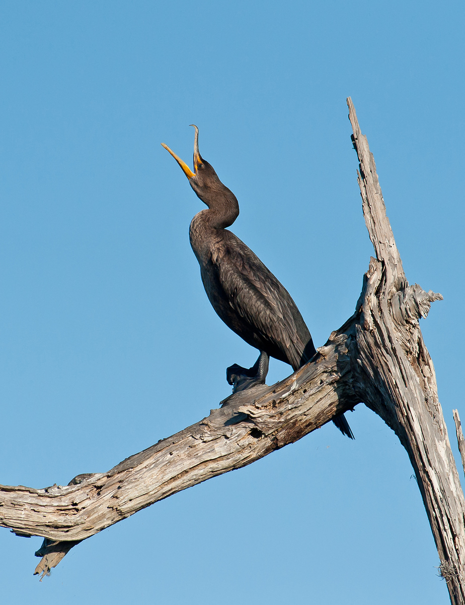 Calling Cormorant