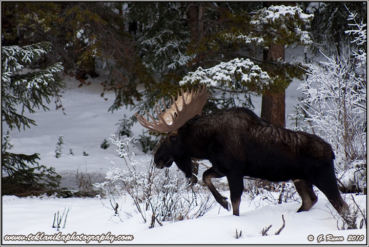 Snowy Bull