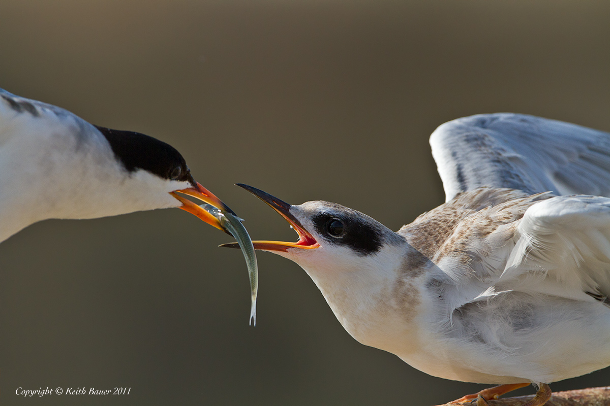Tern Fledge - Lunch