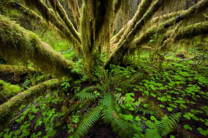 Vine Vortex