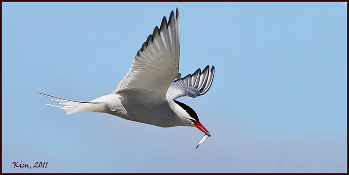 Arctic Tern