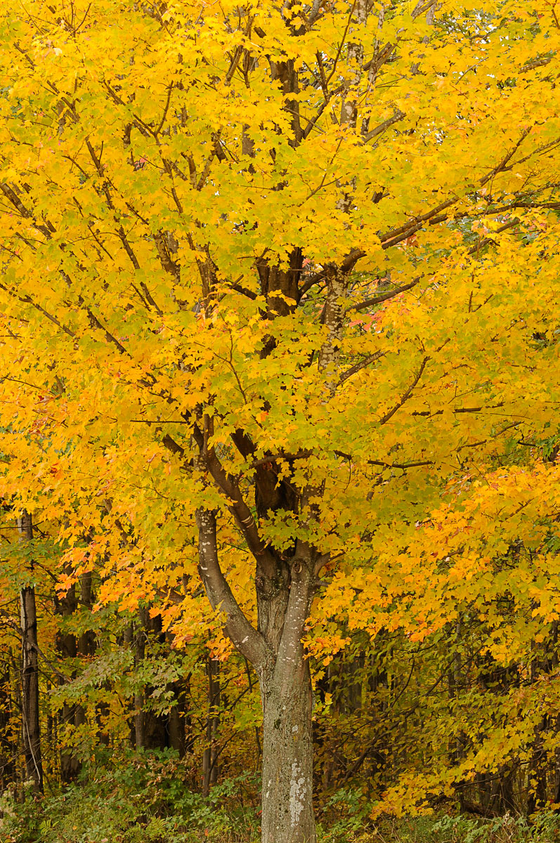 Magnificent Maple
