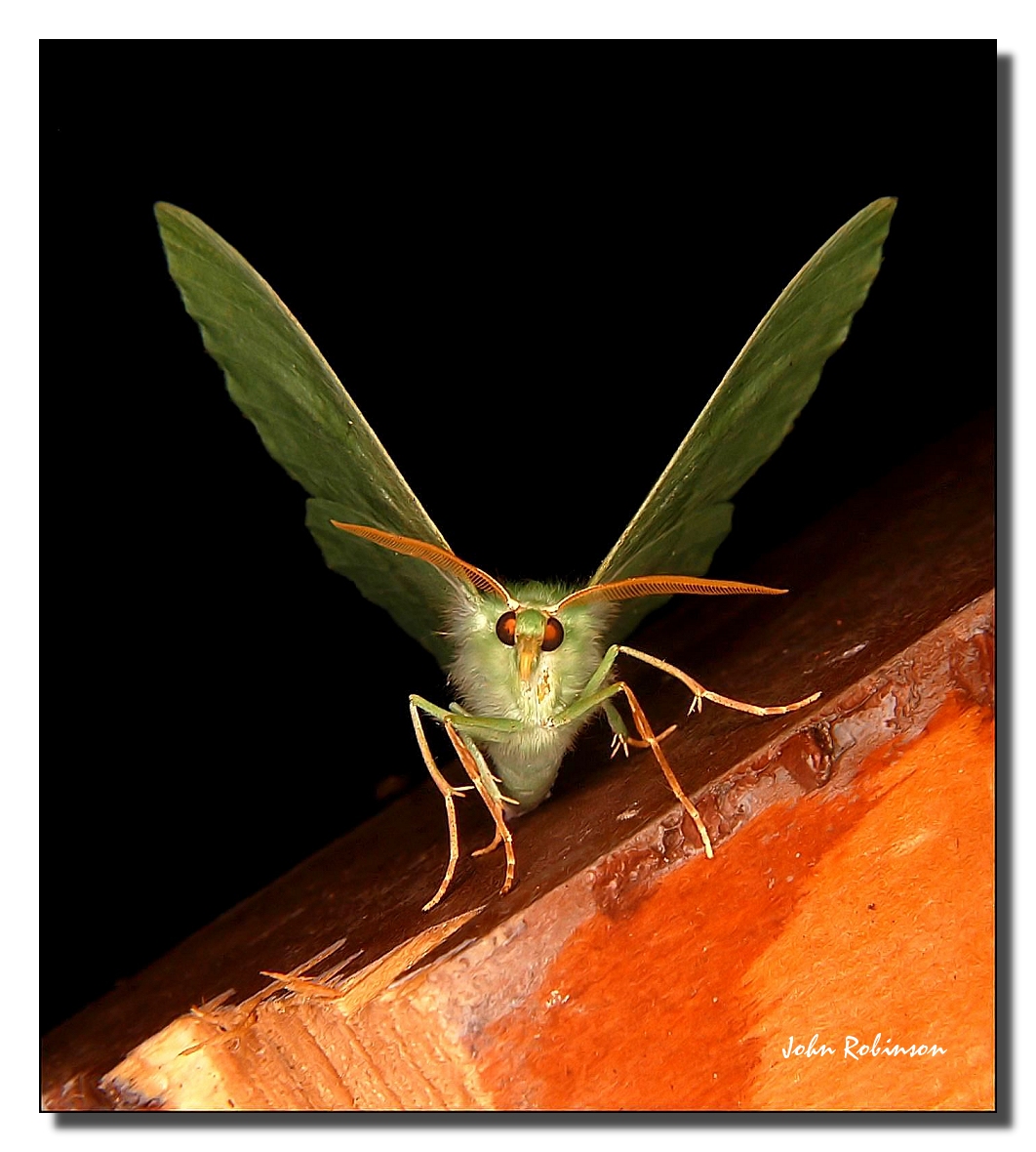 Green Angel