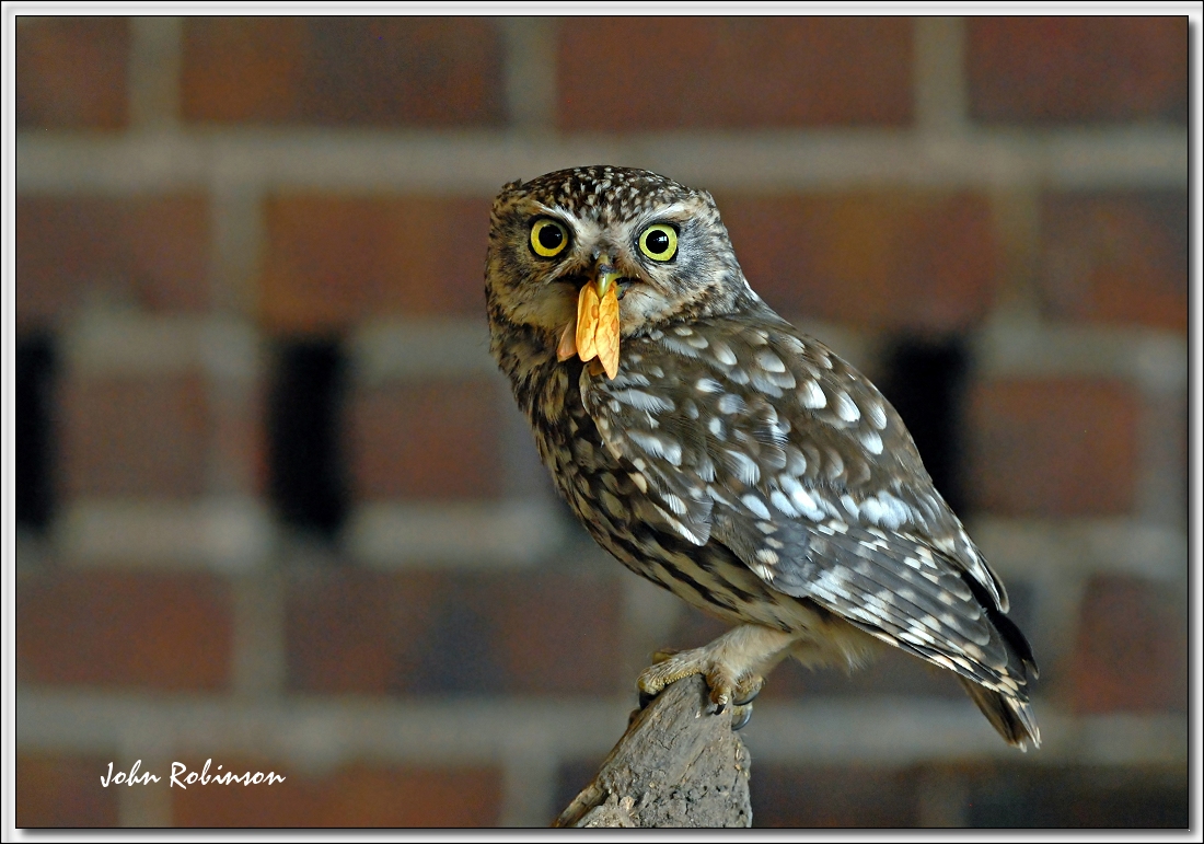 Little owl