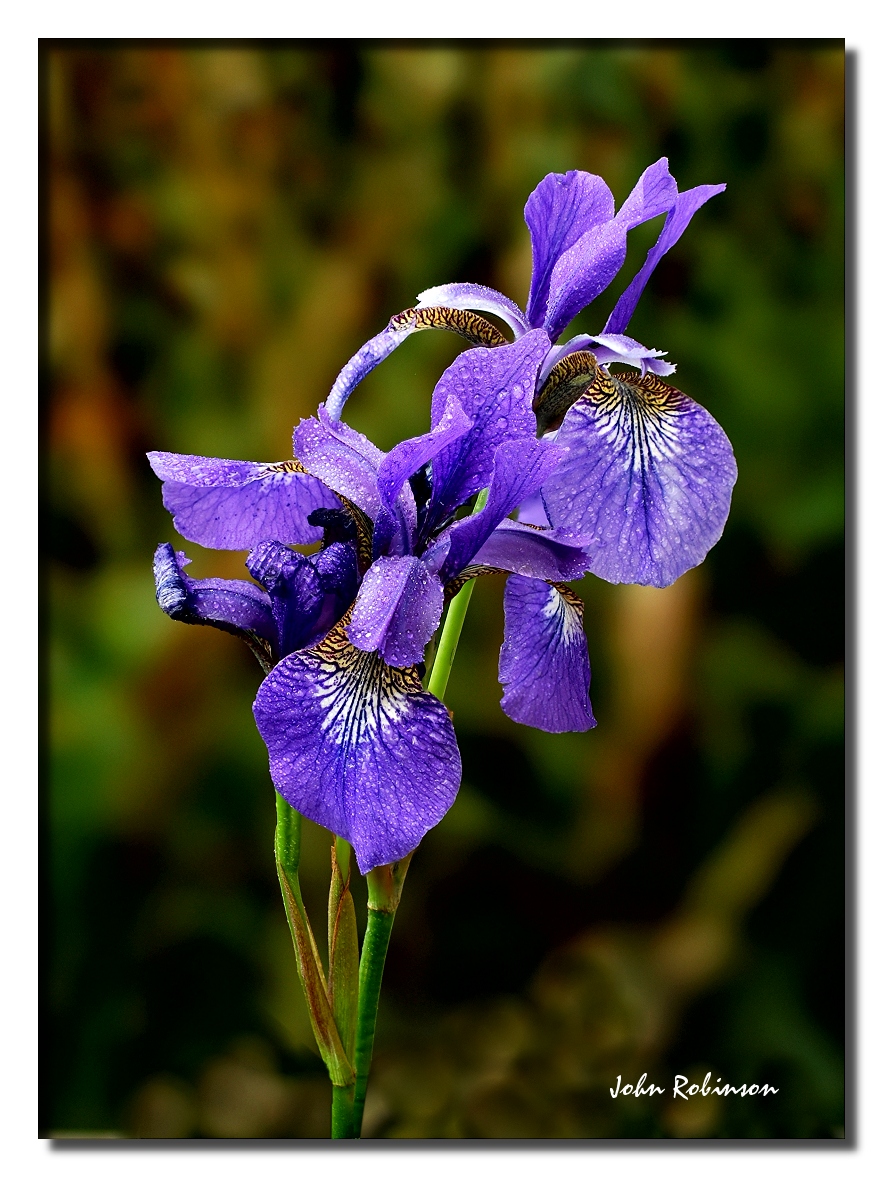 Iris