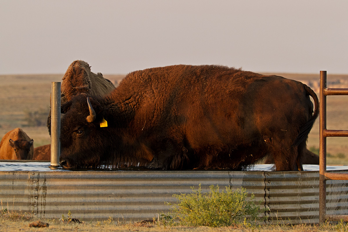 Big Basin Bison