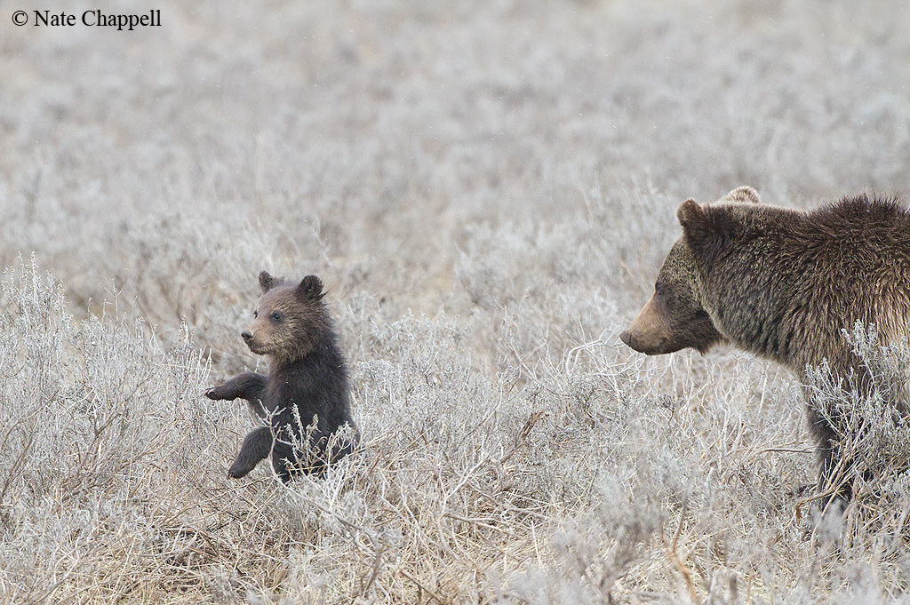 Grizzly Cub Waving II