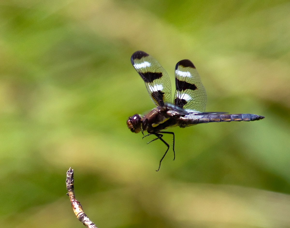 Twelve-Spotted Skimmer 