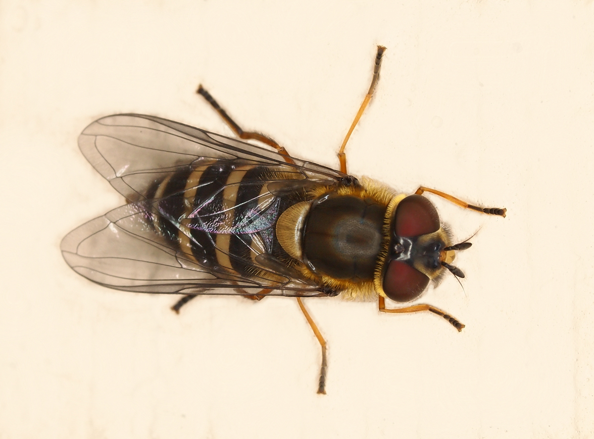 American Hoverfly