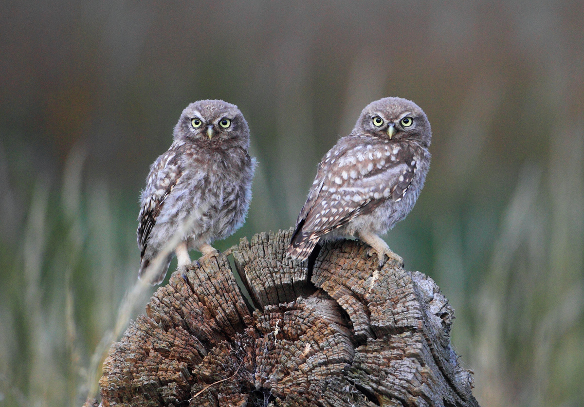 Lowl Pair