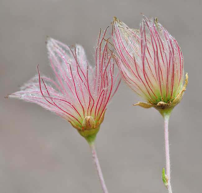 Apache Plume 