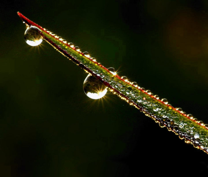 Morning Dew