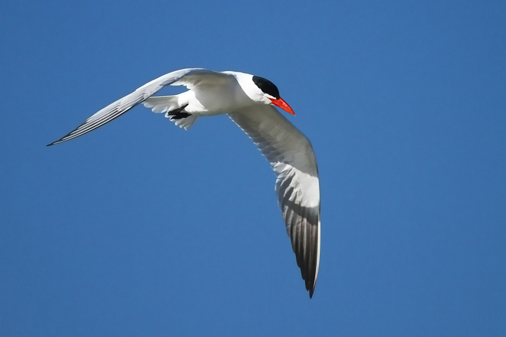 Caspian Tern