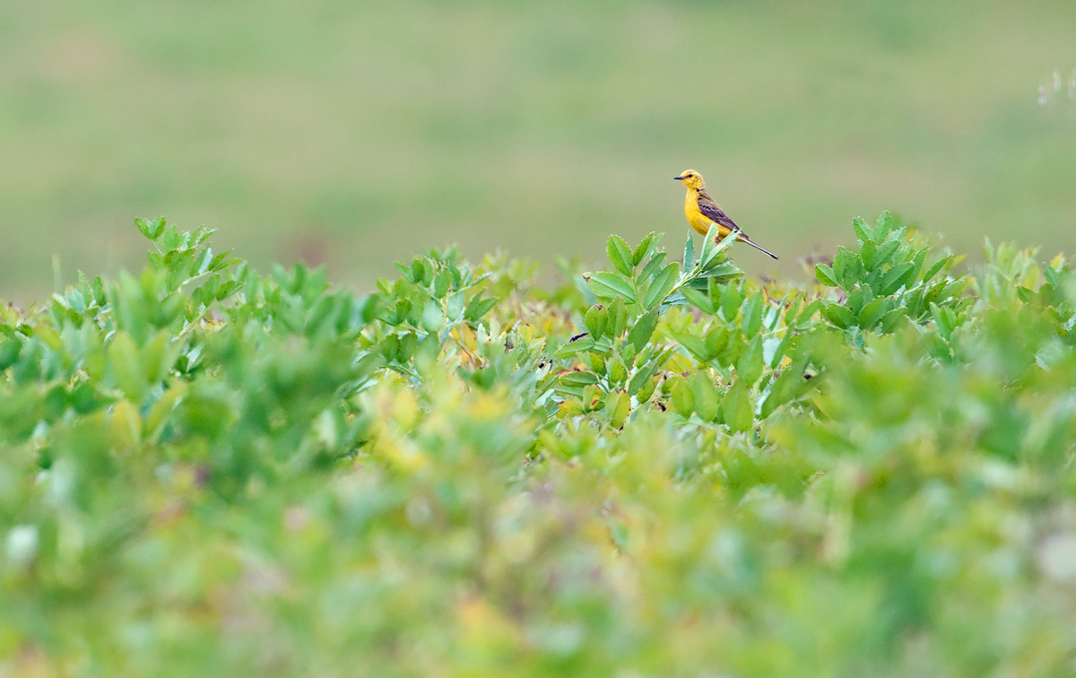 Yellow Wagtail