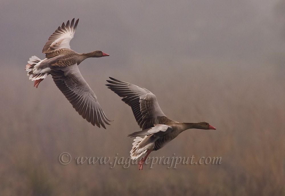 Greylag Geese