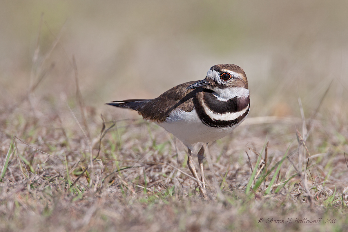 Killdeer