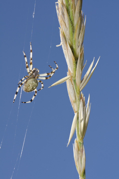 Alaskan Orb Weaver