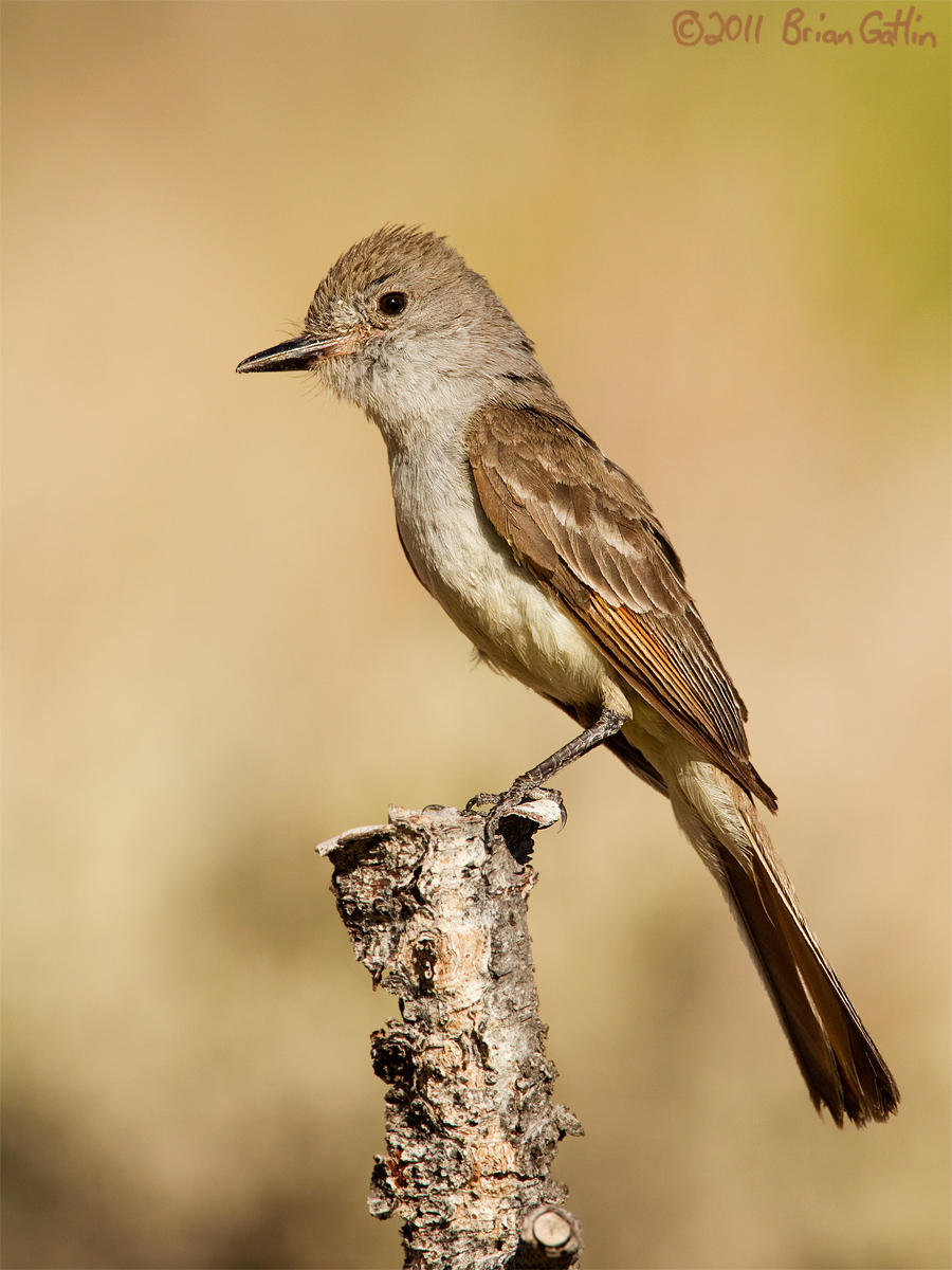Ash-throated Flycatcher