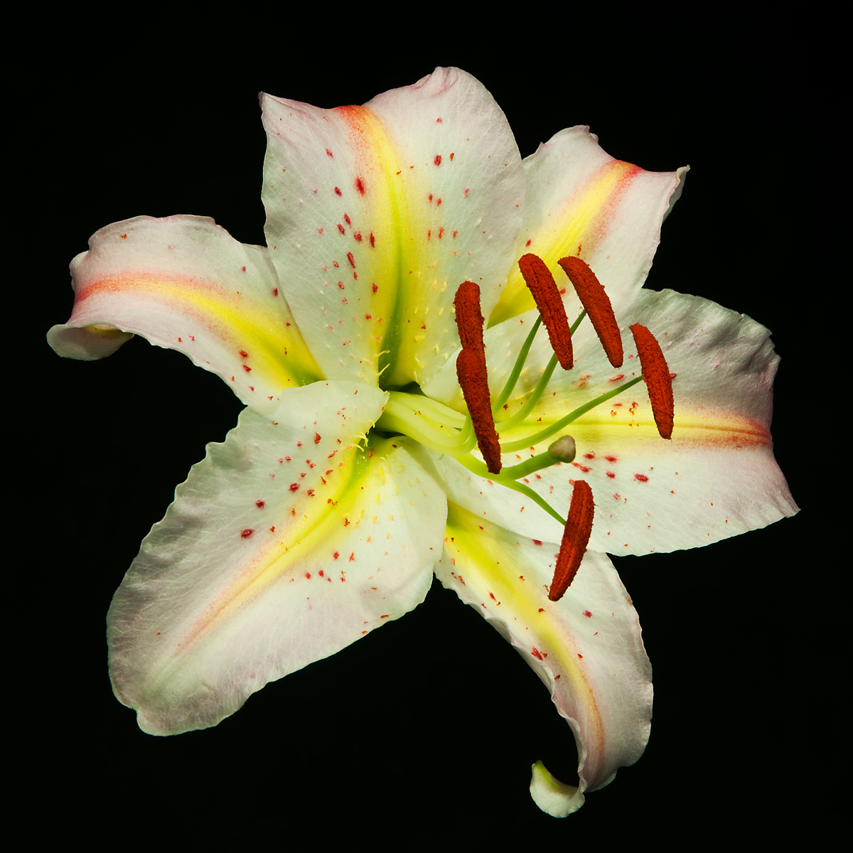 White Stargazer