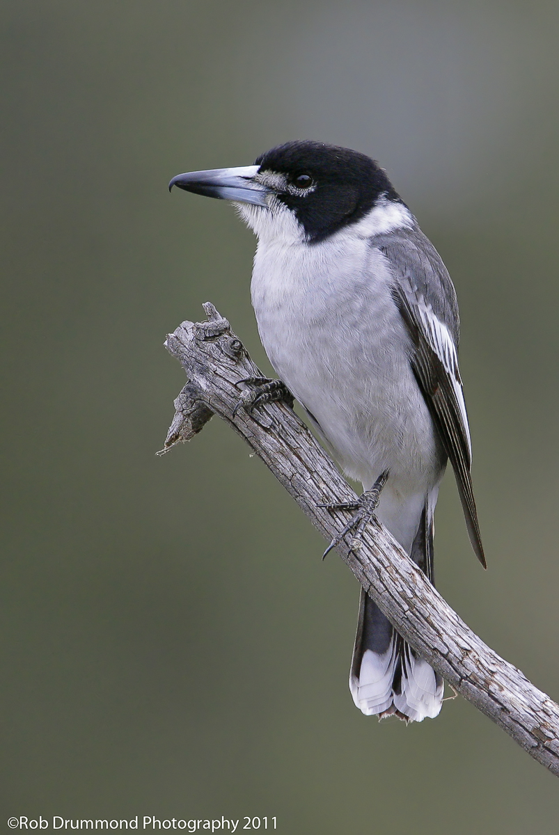 Grey Butcherbird