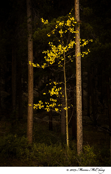 Aspen aria