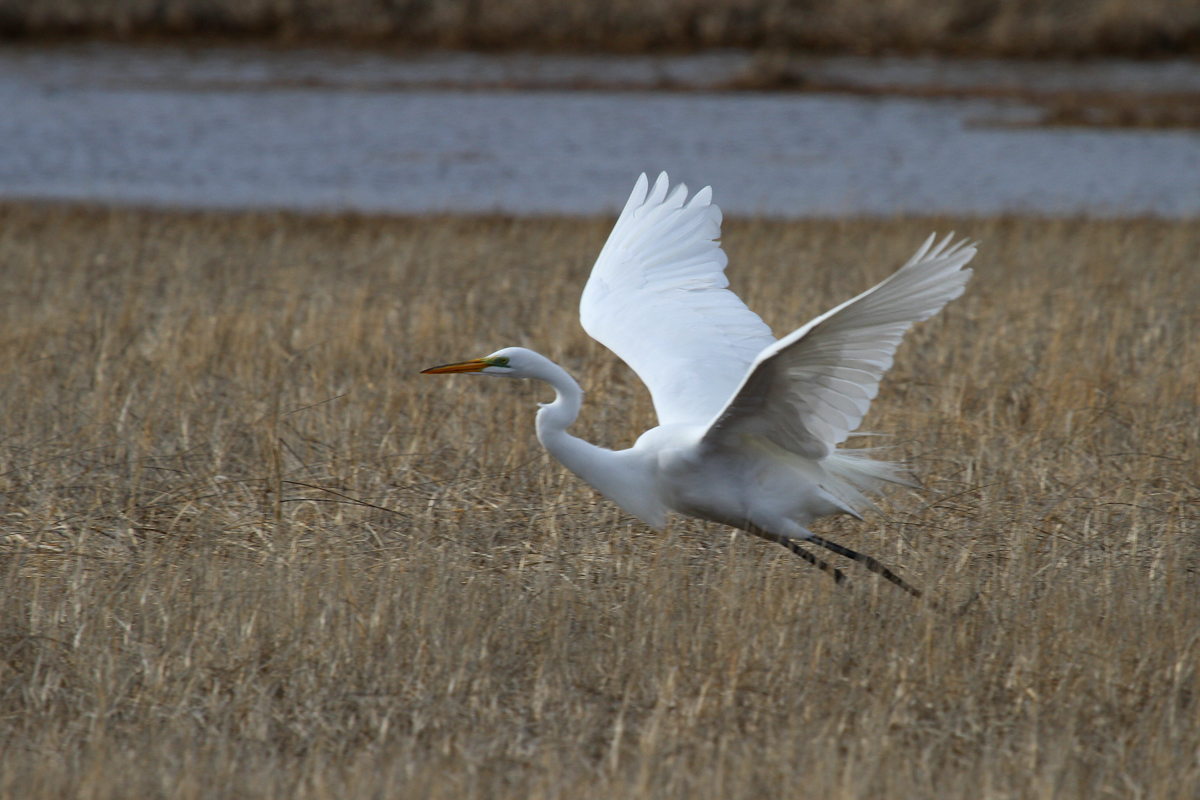 Great-Egret-take-off