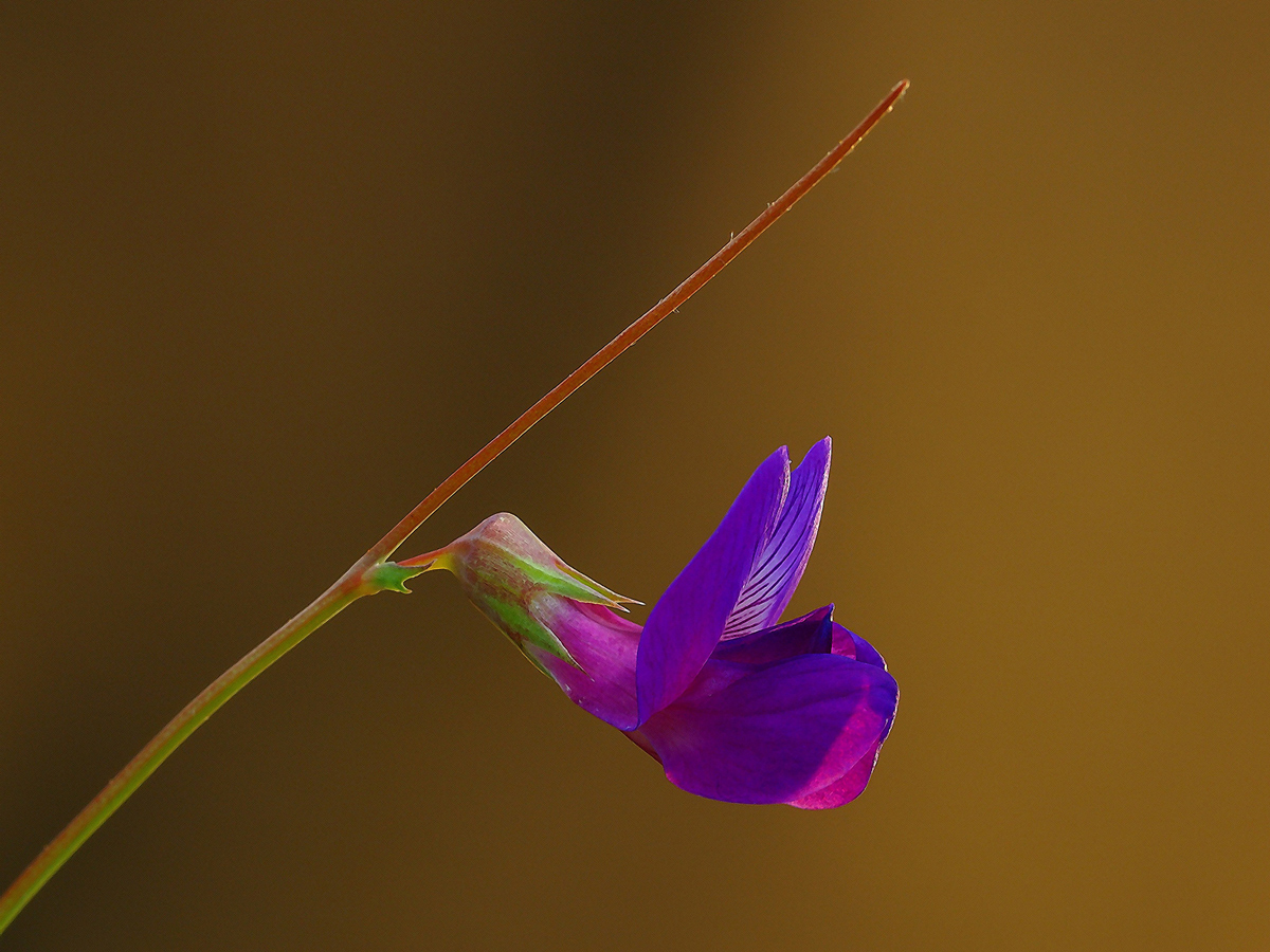 Unknown Wildflower