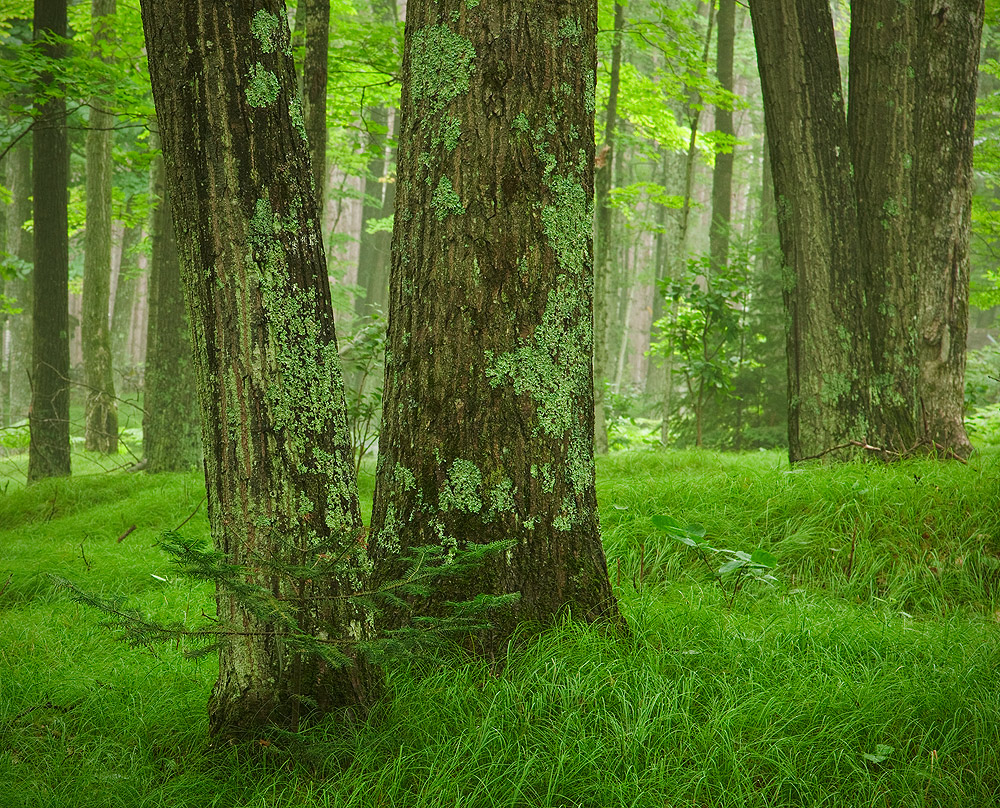 A Walk In The Woods