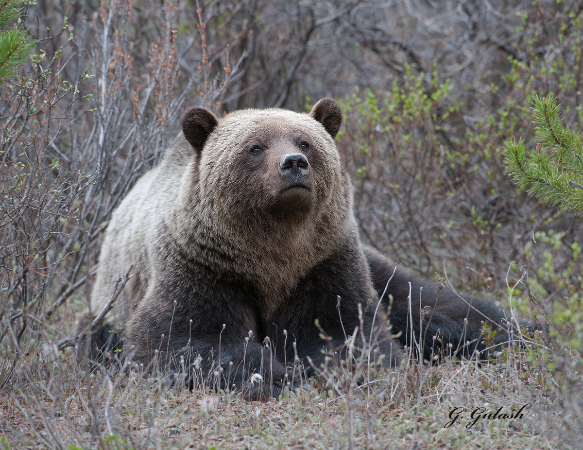 Bear in Repose