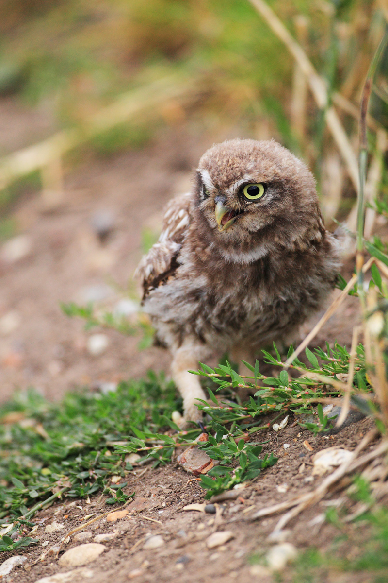 Young little owl