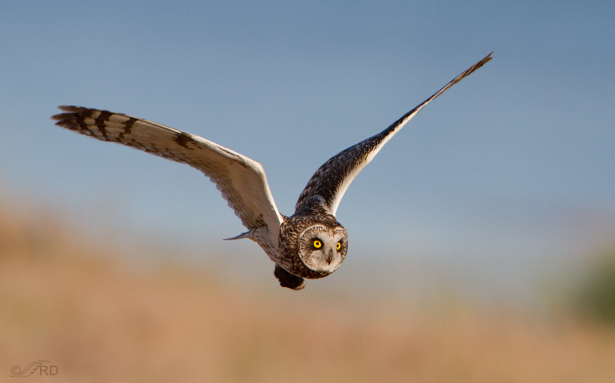 Short-eared Owl