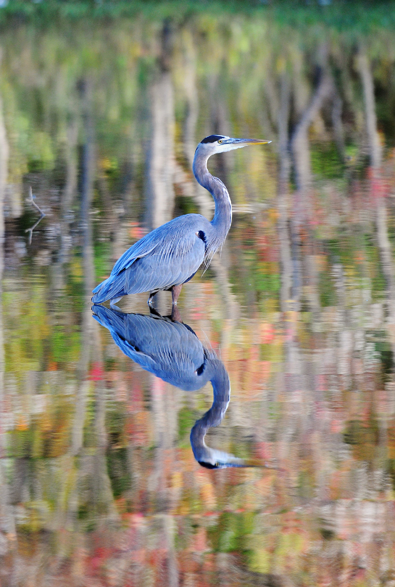 Mirror image
