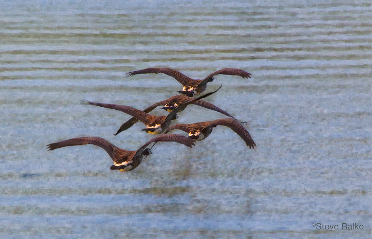 Wild Geese Go