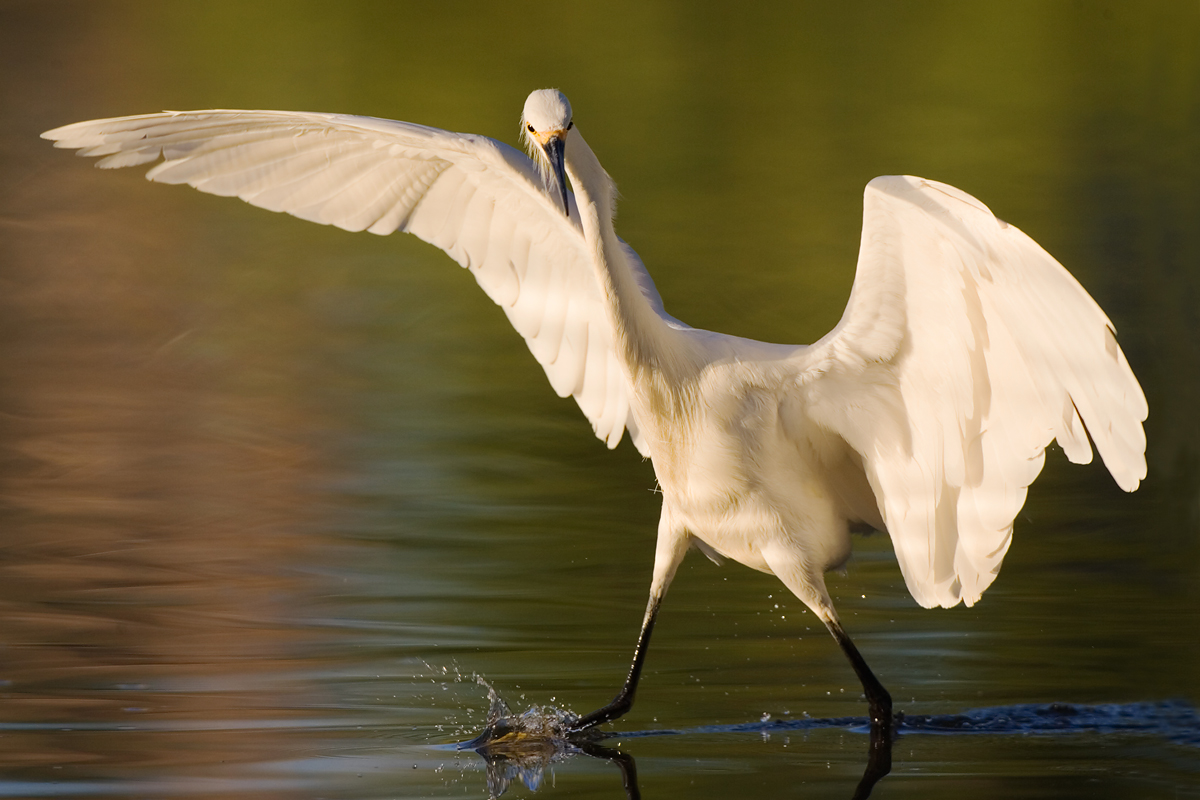 Snowy Egret