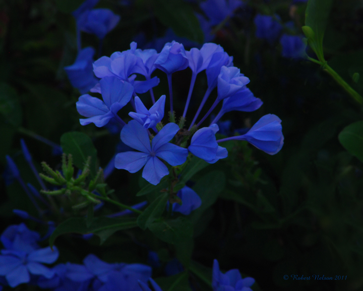 Baby Blues