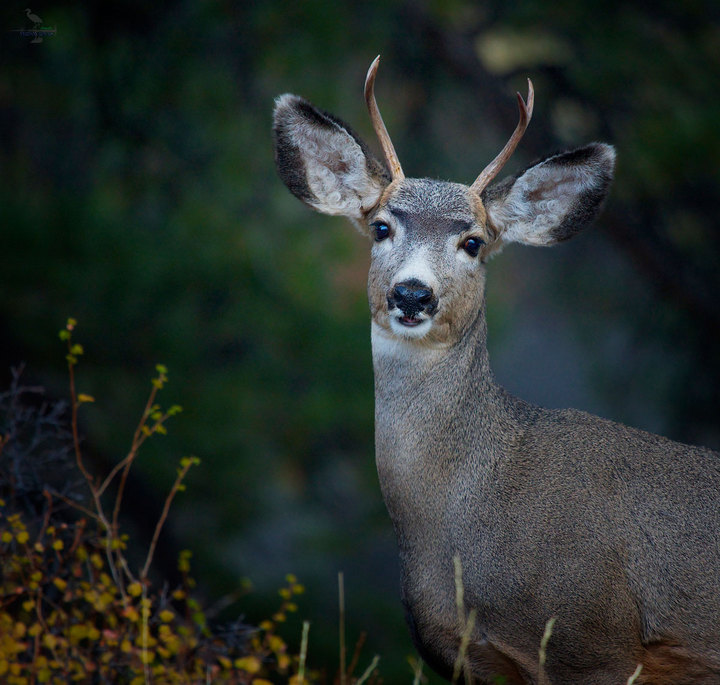 Mule Deer / young male