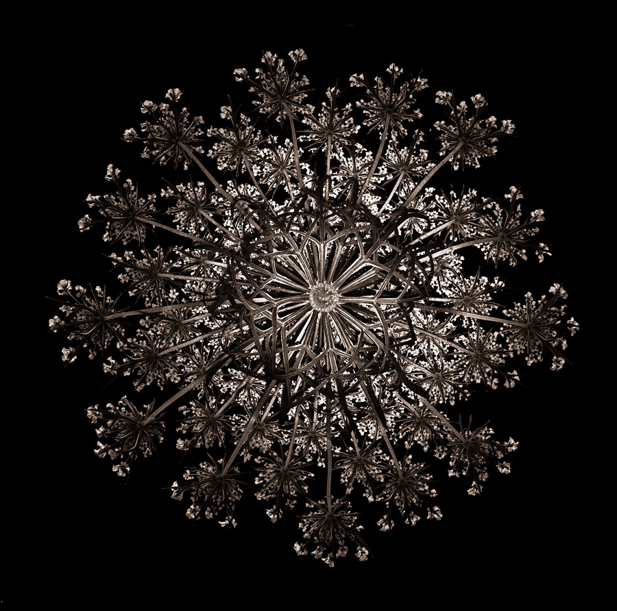 Heavy Metal Lace 