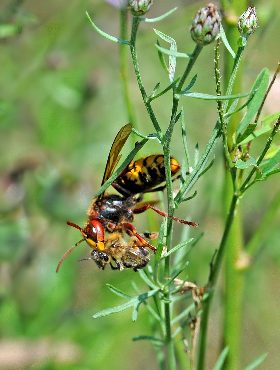European Hornet & Prey
